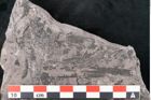 Foto (Detailansicht) von Neuropteris sp.  (NHMW-GEO-2024-0188-10706)